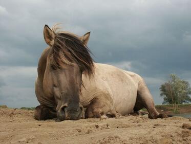 Bulgaria’s first Tarpans (wild horses) to be reintroduced in the Eastern Rhodopes