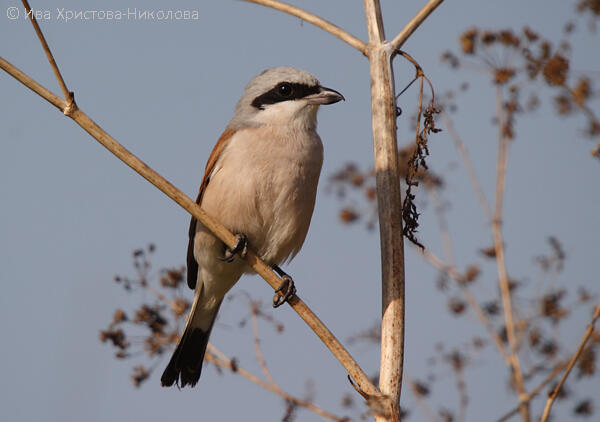 Ornithology and Conservation Course, Bulgarian Ornithological Centre, Lecture 20