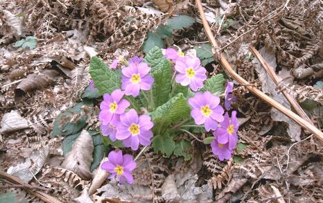 Nature park 'Strandzha', Bulgaria