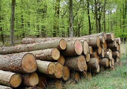 Who clears Bulgarian forests, in order to buy elections? 