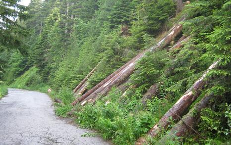 In National Park Pirin tree felling for the illegal construction of a new lift in the Bansko ski zone has started