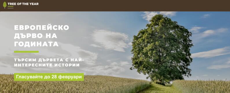 Гласуването за 'Европейско дърво на годината' 2023 навлезе във финалната си фаза