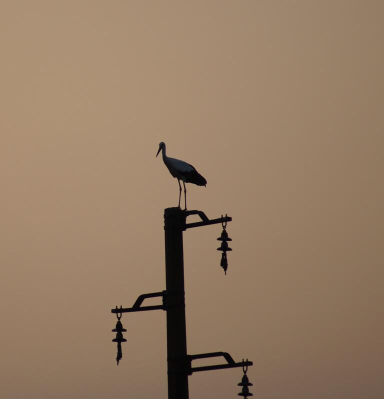 150 Safety guards – isolators will protect the rare birds in park “Strandja”