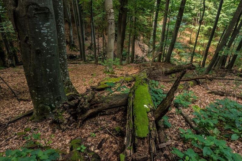  WWF картира най-ценните стари гори у нас, собственост на общините