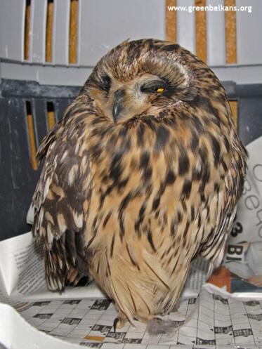 Some of the patients of the wildlife rehabilitation and breeding centre, many of which doomed