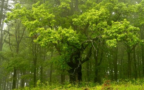 Nature park 'Strandzha', Bulgaria