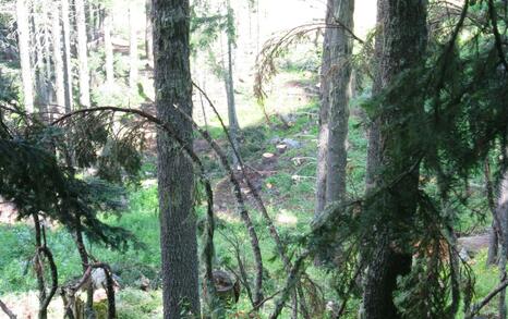 In National Park Pirin tree felling for the illegal construction of a new lift in the Bansko ski zone has started