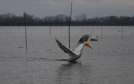 Bird watching trip to Kerkini, Greece, 19-20 December 2009