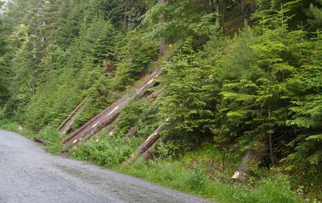 In National Park Pirin tree felling for the illegal construction of a new lift in the Bansko ski zone has started