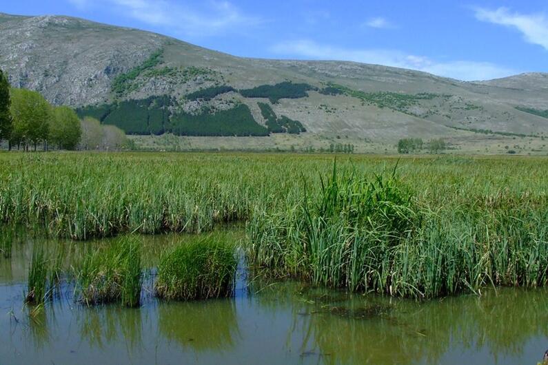 Paint with us on T-shirts for Dragoman marsh!