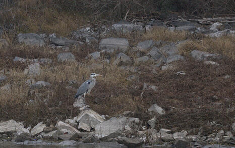 Bird watching trip to Kerkini, Greece, 19-20 December 2009