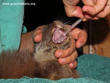 The new patients at the Wildlife Rescue Center