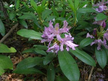 Zelenika Flower (Rhododendron ponticum) Festival