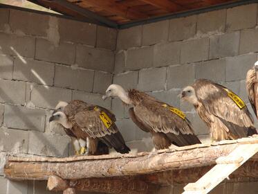 The village of Dolno orizovo provides shelter fo five vultures