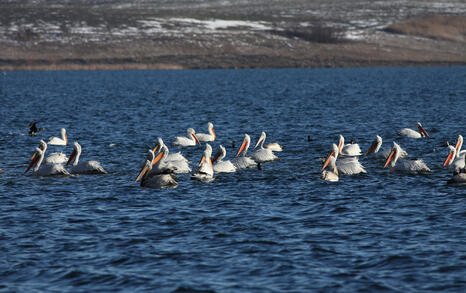 The pelicans in Ovcharitsa dam