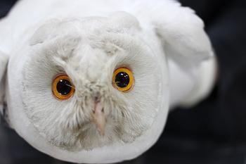  Strikingly coloured owl arrives at the Wildlife Rescue Centre of Green Balkans for treatment