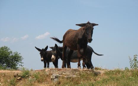 Nature park 'Strandzha', Bulgaria