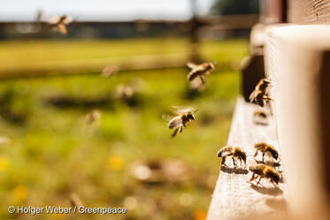 'Greenpeace' - Bulgaria: permission for the use of neonicotinoid pesticides exposes bees to a risk