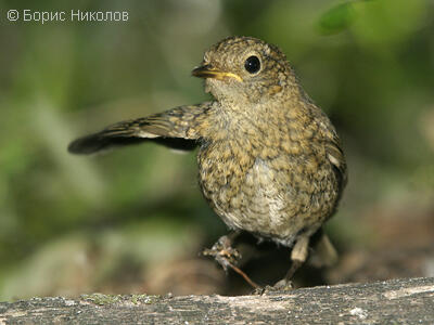 School of ornithology and nature conservation– lecture 17