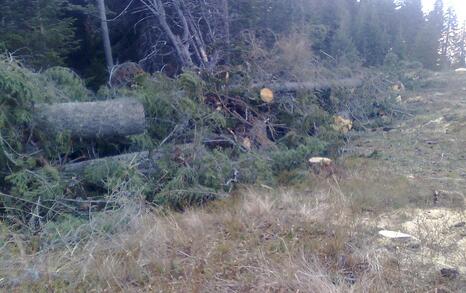 The construction of unlawful ski runs by the Seven Rila Lakes continues